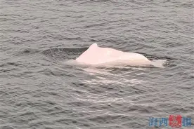 瞧！中华白海豚多次现身厦门西海域图片