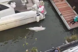 误入广州内河的中华白海豚疑死亡？市农业农村局：仍在搜寻中图片