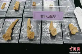 沂水跋山遗址群再现了哪些古人类生活图景？图片