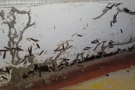 白蚁分飞 对付烦人“飞蚂蚁”招数来了图片