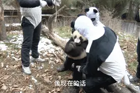 “医”路守护，为大熊猫建立起健康防线图片