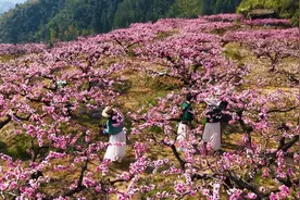 屏南代溪：玉洋千亩桃花开好了，就等你来赏！图片