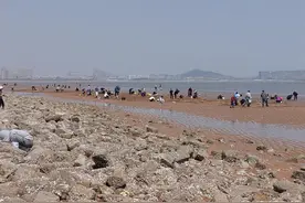 带着行李箱，海边把蛏挖！青岛这片沙滩走红，一天最多“吸客”过千人图片