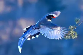 视频丨鼬獾、红嘴蓝鹊等8种珍稀野生动物首次现身双牌阳明山图片