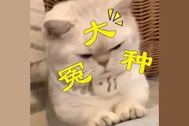 因为苏州火上热搜的瓜！钾含量接近香蕉的3倍，热量超低！很多人没吃过图片
