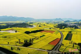 油菜花开田园美图片