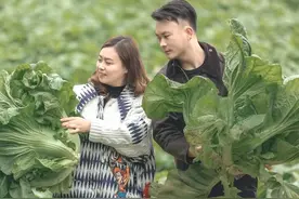 带领40多个村子种蔬菜，90后“菜姑娘”回乡做泡菜一年收菜4000吨｜我们村的年轻人图片