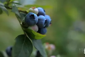 动静深度丨麻江蓝莓与汇源集团的甜蜜“碰撞”图片