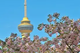蓝天下北京玉渊潭晚樱盛开 与中央电视塔同框上演极致浪漫图片