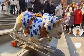 武汉一只法斗犬因玩滑板走红，主人：不会刻意打造“狗设”图片