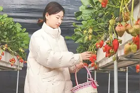 大棚小草莓引来采摘客图片