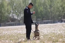 萌犬变身海关缉私犬，一次并不容易的“升学路”图片