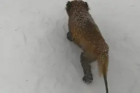 西岭雪山景区野生小熊猫尾巴受伤脱毛？林业局：可能是打湿后冻上了图片