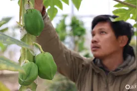亚热带的上海，长出热带的荔枝、芭蕉和龙眼图片