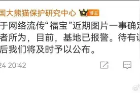 “福宝”被偷拍，大熊猫保护研究中心回应图片
