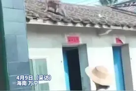 海南一村庄野猴攻击村民致9人受伤，官方：是山上猴群赶出的4只猕猴，已加强巡逻图片