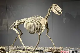 我们的家园幸福美好新甘肃 | 探访和政古动物化石博物馆十项世界之最图片