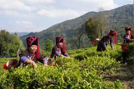 绿春玛玉茶开采节启幕 茶旅融合奏响乡村振兴乐章图片