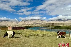 牛是如何演化和驯化而来？国际最新研究揭秘古代原牛种群遗传史图片