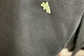 头皮发麻！最近很多广东人衣服上有虫卵图片