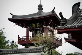 秋雨落，桂花香！你闻到了吗？图片