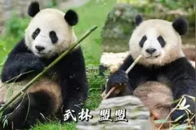 官宣：大熊猫“武林”“盟盟”来武汉了！图片