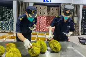 多国抢“鲜”进入，实现舌尖上的“榴莲自由”还远吗？图片