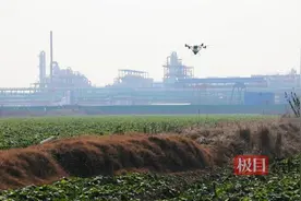 江陵扩种4000亩油菜 让冬闲田变增收田图片