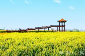 2025年湖北省油菜花节3月下旬荆门开幕 坐飞艇赏花潮 乘“坦克”穿花海图片