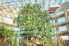 开门迎客！哈尔滨128岁仙人掌又开花图片