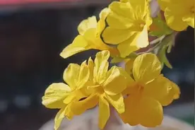 “花花世界”已上线 这份赏花攻略安排的满满当当图片