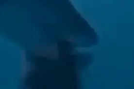危险！画面曝光！中国女游客马尔代夫潜水时被鲨鱼咬住后脑勺图片