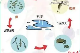 春风乍起  “越冬蚊”又要卷土重来了！图片
