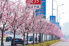 樱花大道春意浓图片