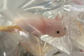网红萌宠背后的生意经：95后电商小伙卖“恐龙”，月销5000单图片