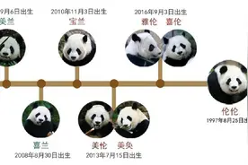 大熊猫“花花”的爷爷奶奶即将回国，曾和“美香”是邻居图片