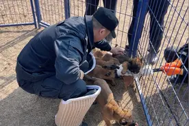 壹点探警丨山东省公安厅举行警犬配发仪式，36头幼犬“上岗”图片