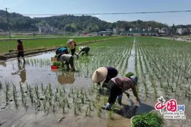 湖南隆回创建再生稻示范 引领粮食产业提质增效图片