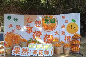 搭平台助增收！寻乌赣南脐橙品鉴会在深圳龙岗举行图片