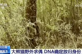 熊猫：“妈妈，这两只好像有点怪”图片