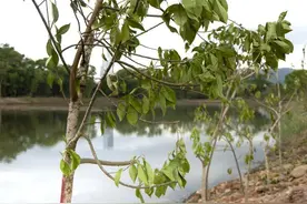 植树节丨共植红树林 守护国际湿地图片