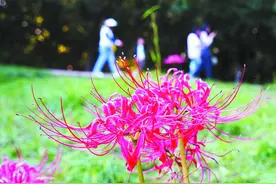 巢湖市卧牛山公园彼岸花正尽情绽放图片