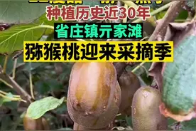 12度甜“猕”熟了，种植历史近30年，省庄镇亓家滩猕猴桃迎来采摘季#图片