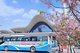首趟香港赏樱专列抵达武汉站，620名游客踏上粉红之旅图片