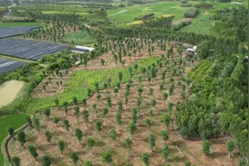 不用去非洲 广东就种着猴面包树图片