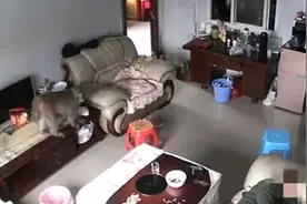 贵阳一猴子趁老人熟睡潜入家中偷吃水果，业主：已装防盗窗图片