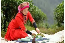 韶关乳源必背镇：“小茶叶”变富民兴农“大产业”图片