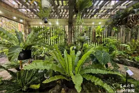 中国科学院西双版纳热带植物园第二届蕨类植物展举行图片