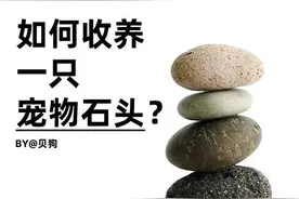 热闻|猫狗不香了？这届年轻人开始养宠物石头了，网友：不会吵闹，性价比高！图片