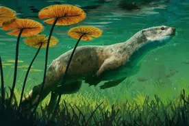 国际最新研究：现代海豹约2300万年前古代近亲或用胡须觅食图片